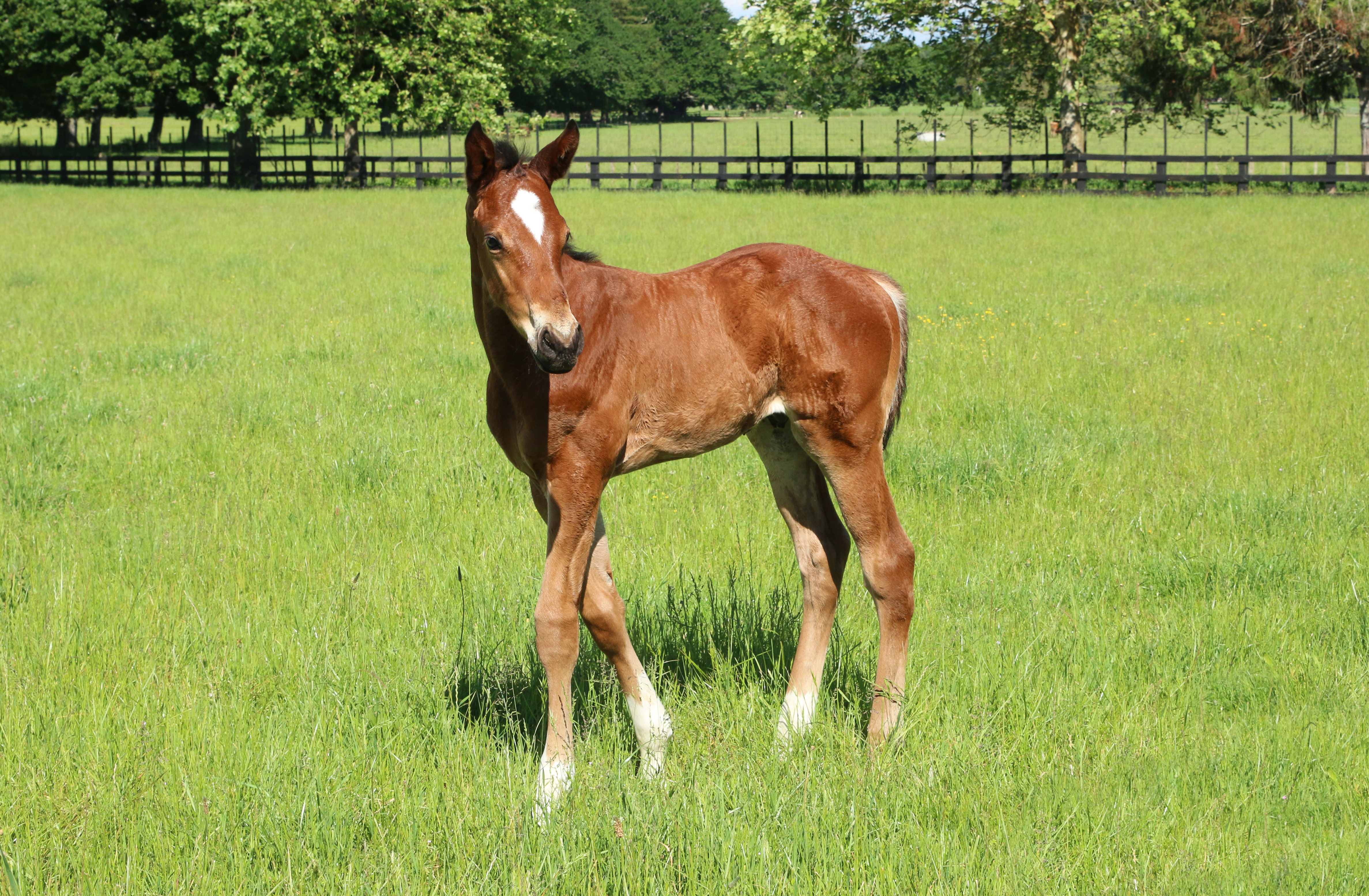 Opito Bay 21 foal