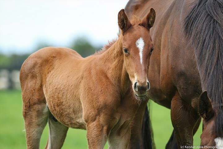 12259 Madrugada foal 19 4850