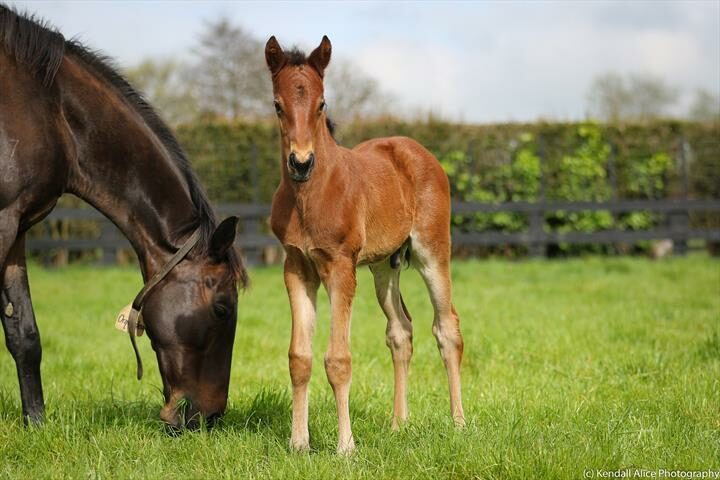 13217 Orquidea 19 foal 4125