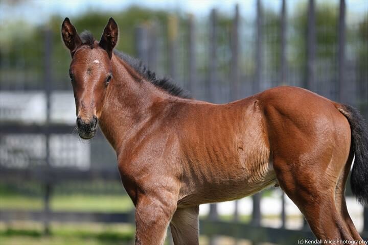 16760 Vandenne foal 19 4996