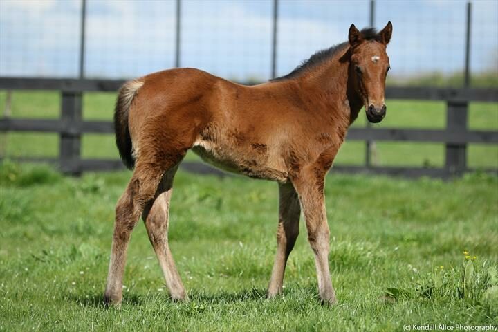 16884 2018 foal Sweet Dreams Baby 7