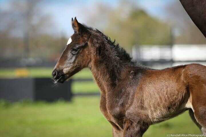 25975 Paris foal 2608