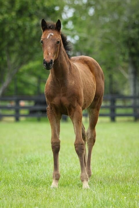 38012 Madame Echezeaux filly