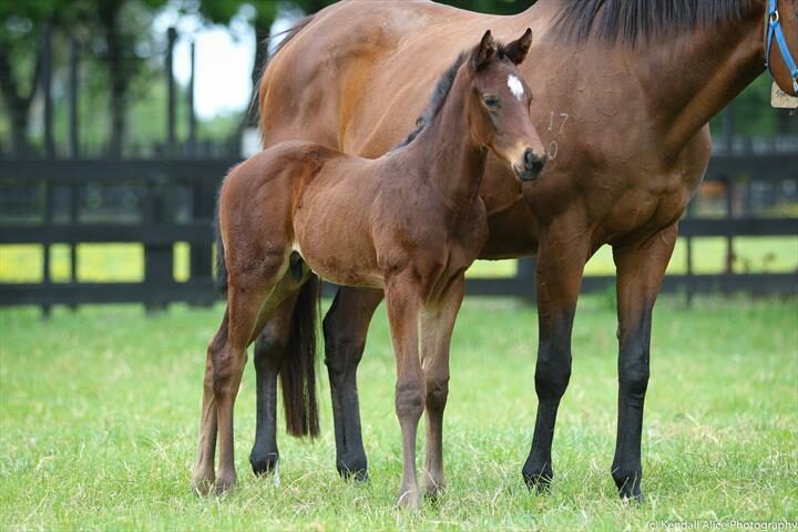 43483 Stanica foal 19 5285