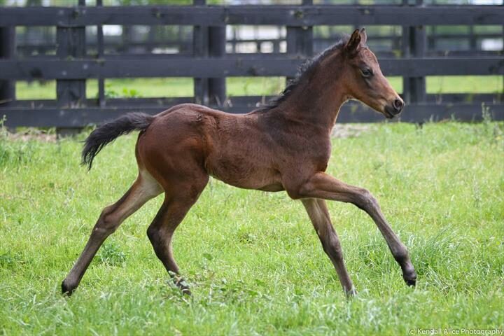 59077 Ruppertsberg foal 19 4675