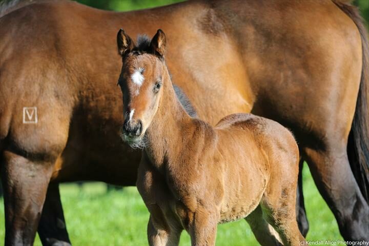 68118 Pink Bubbles 19 foal 3826