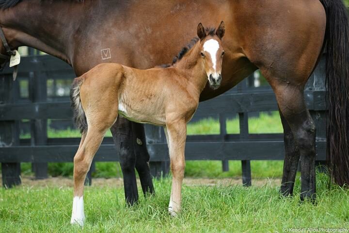 70812 Floating Heart foal 19 4751