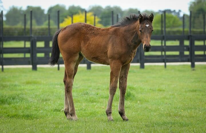 71458 Inniskillen filly