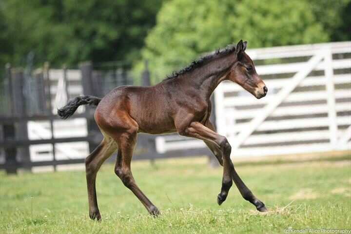 86582 Key To Dance foal 19 5459 2