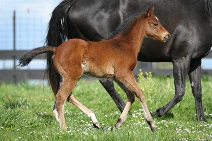 95080 2018 foal Fermentation 2