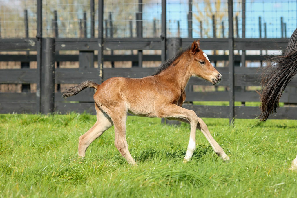 Atacama Foal21