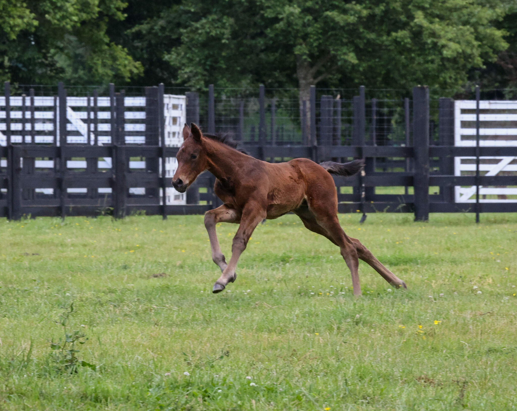 Choreography21 foal