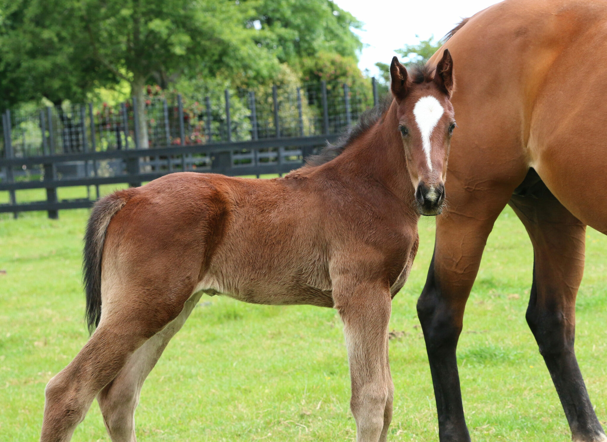 Darkand Stormy 21 foal