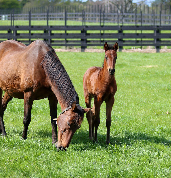 Lycia foal21