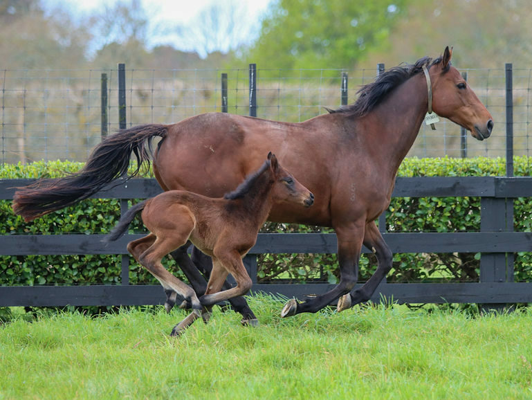 Magnolia foal21