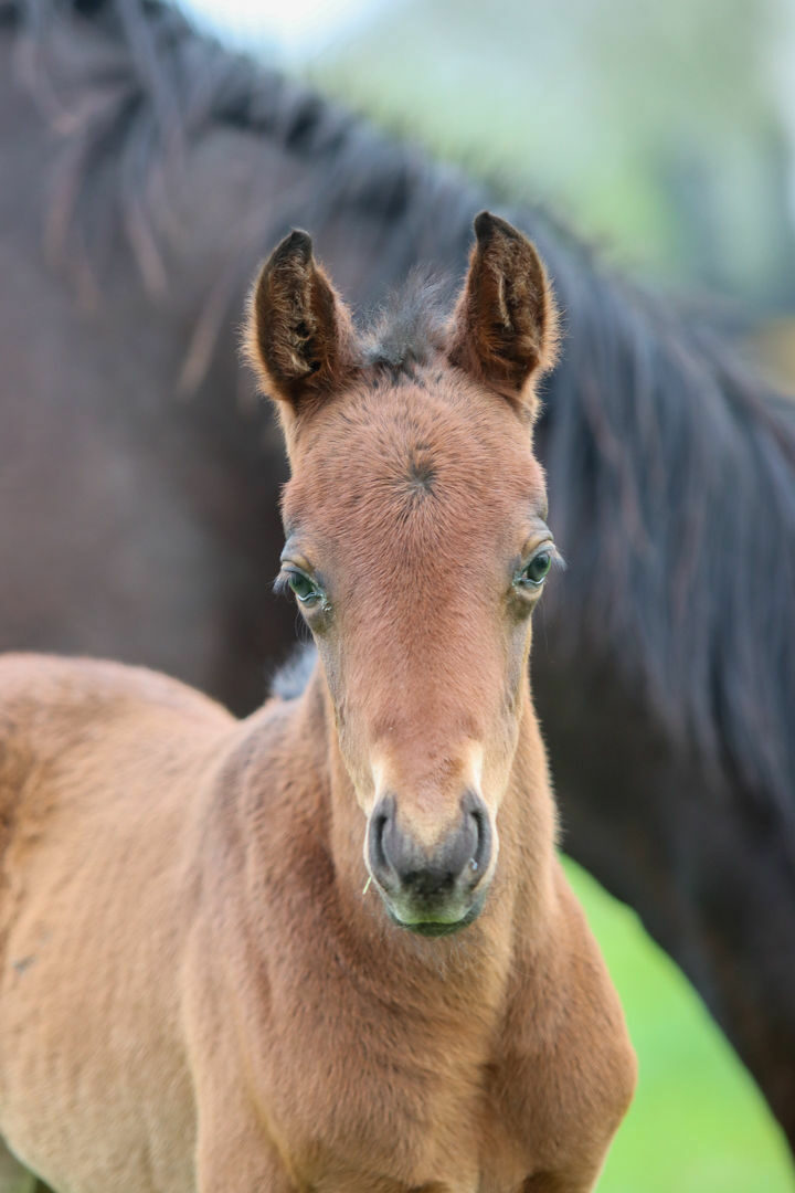 Mirazur foal21