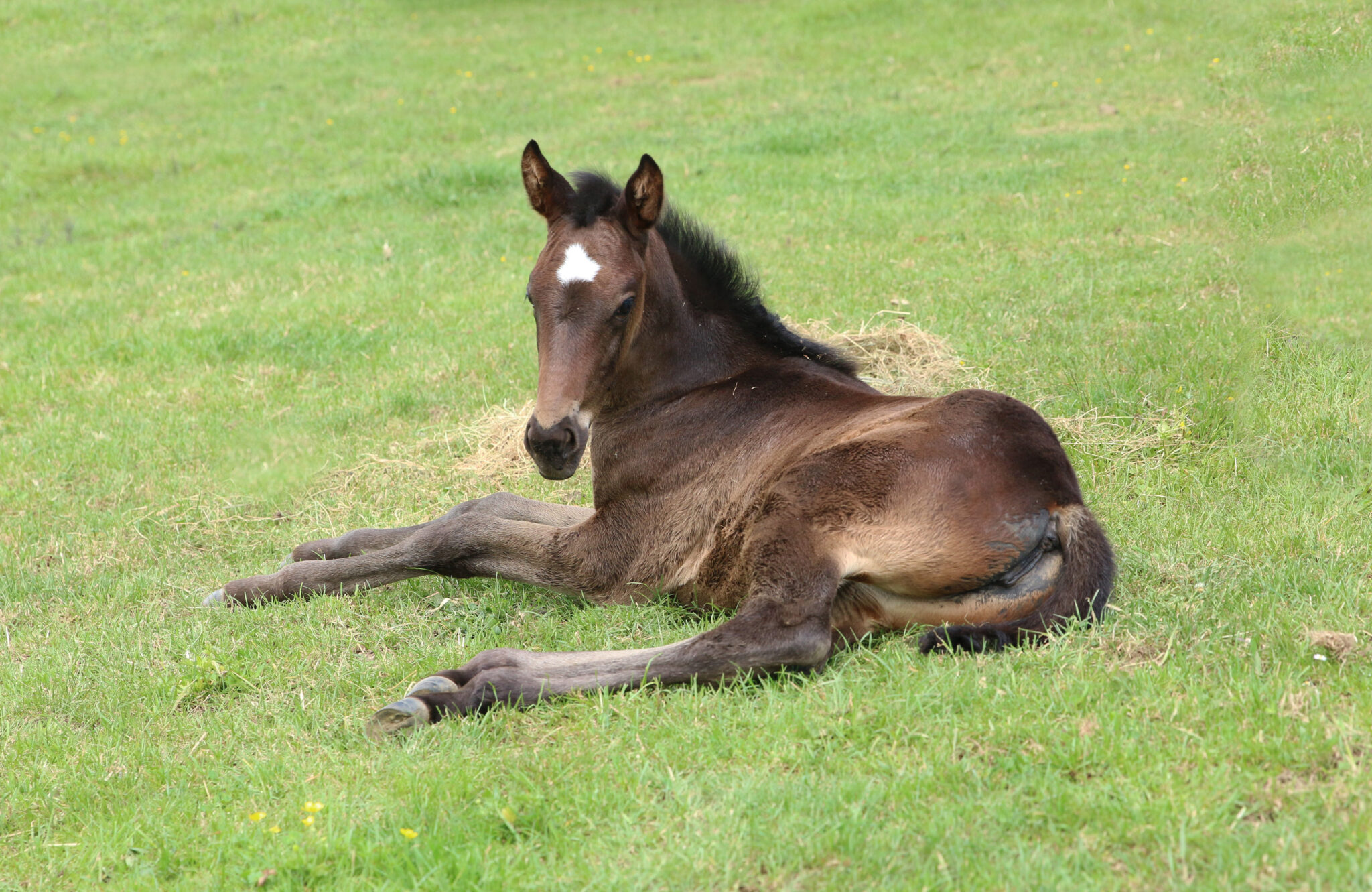 Miss Rokocoko 21 foal