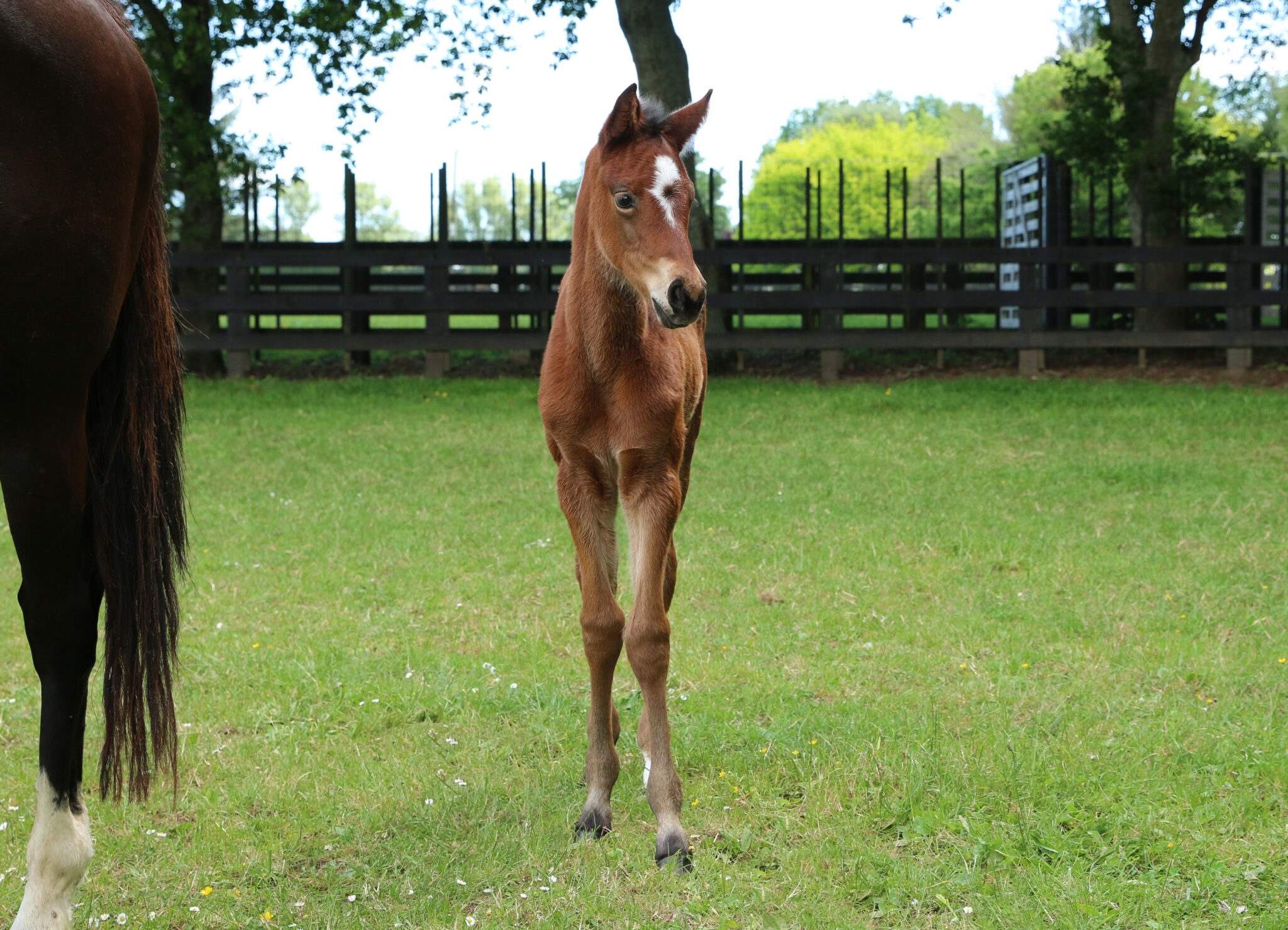 Palace Gardens 21 foal