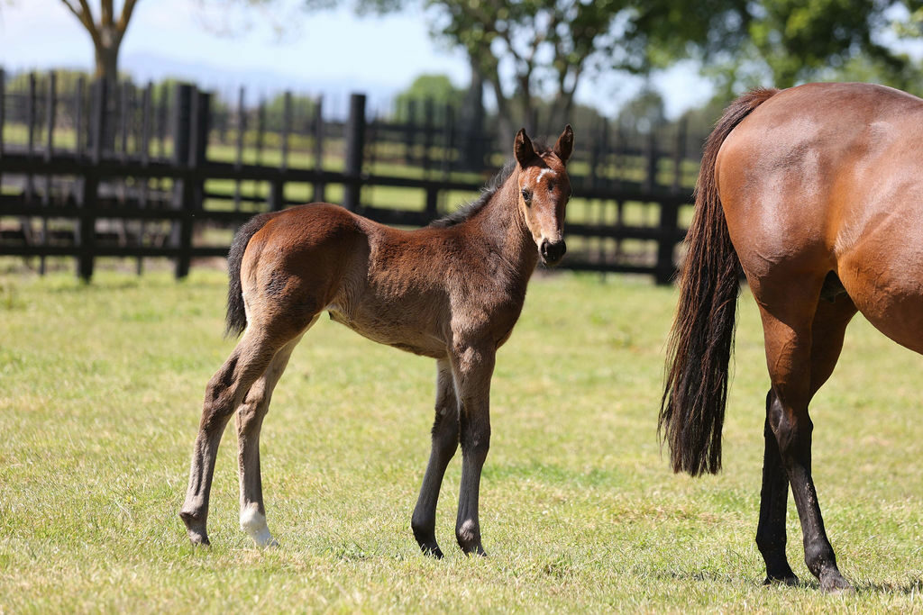 Pink Bubbles Foal21