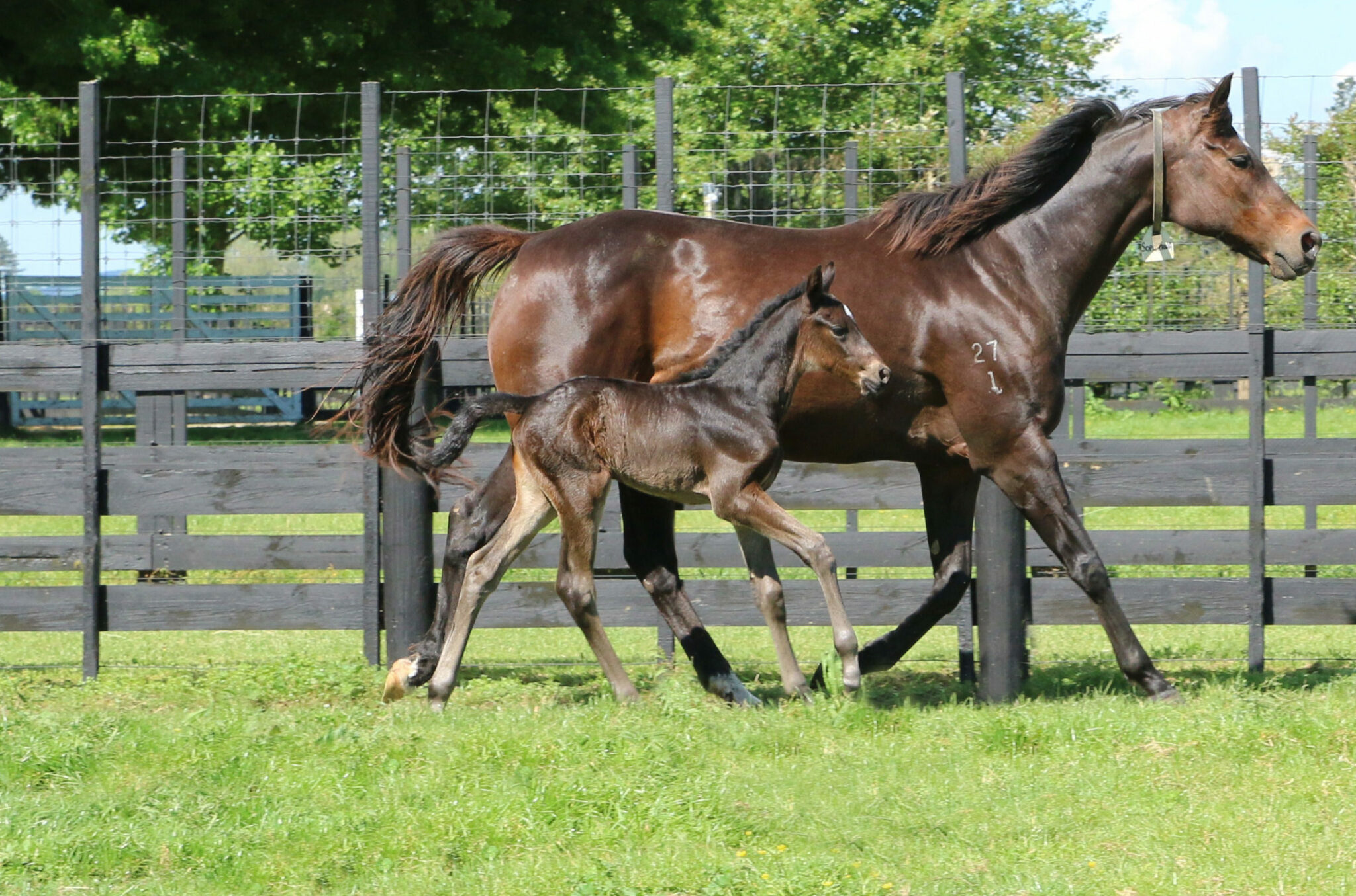 Sopraffina 21 foal