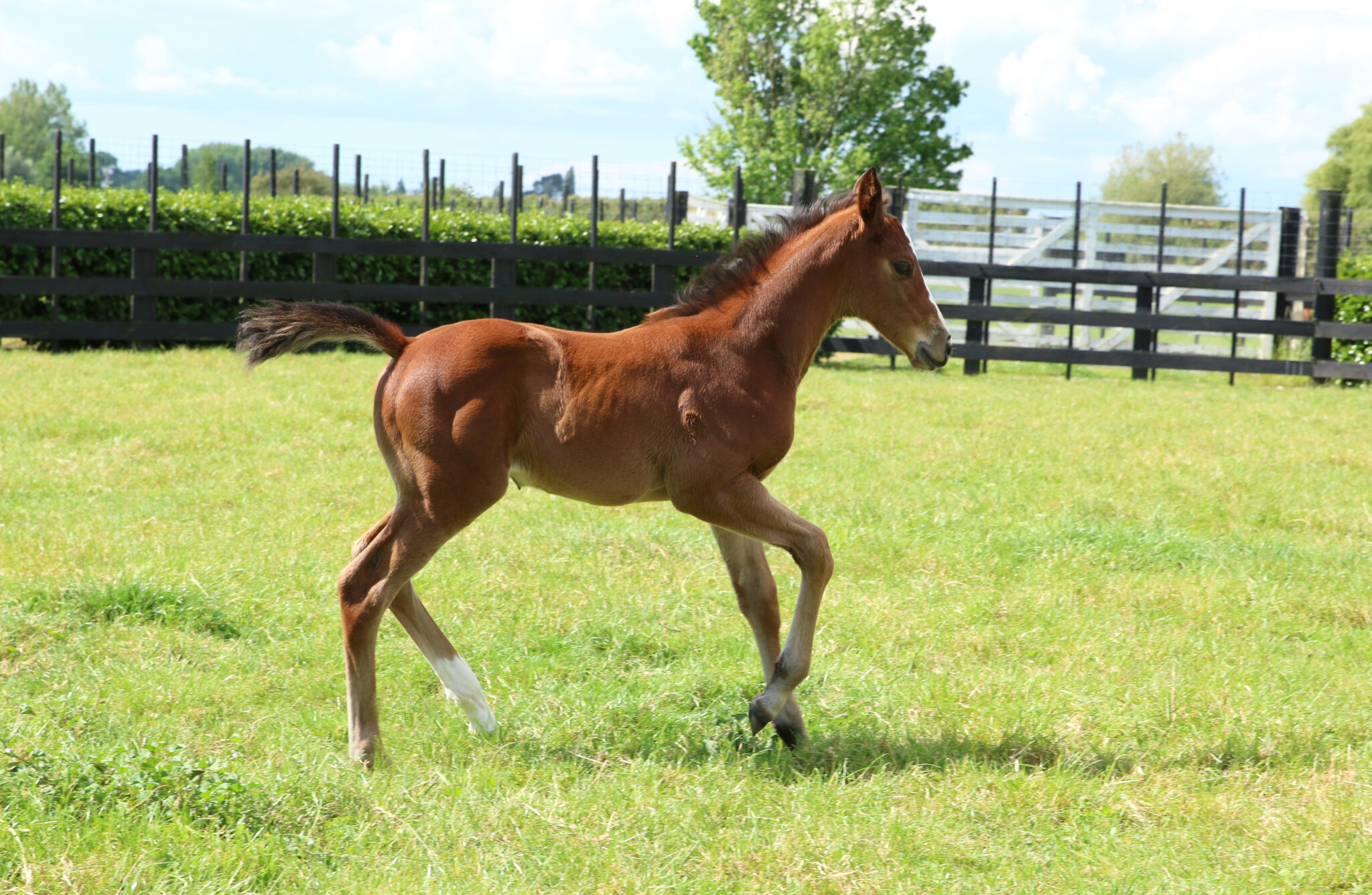 Sweet Dreams Baby 21 foal