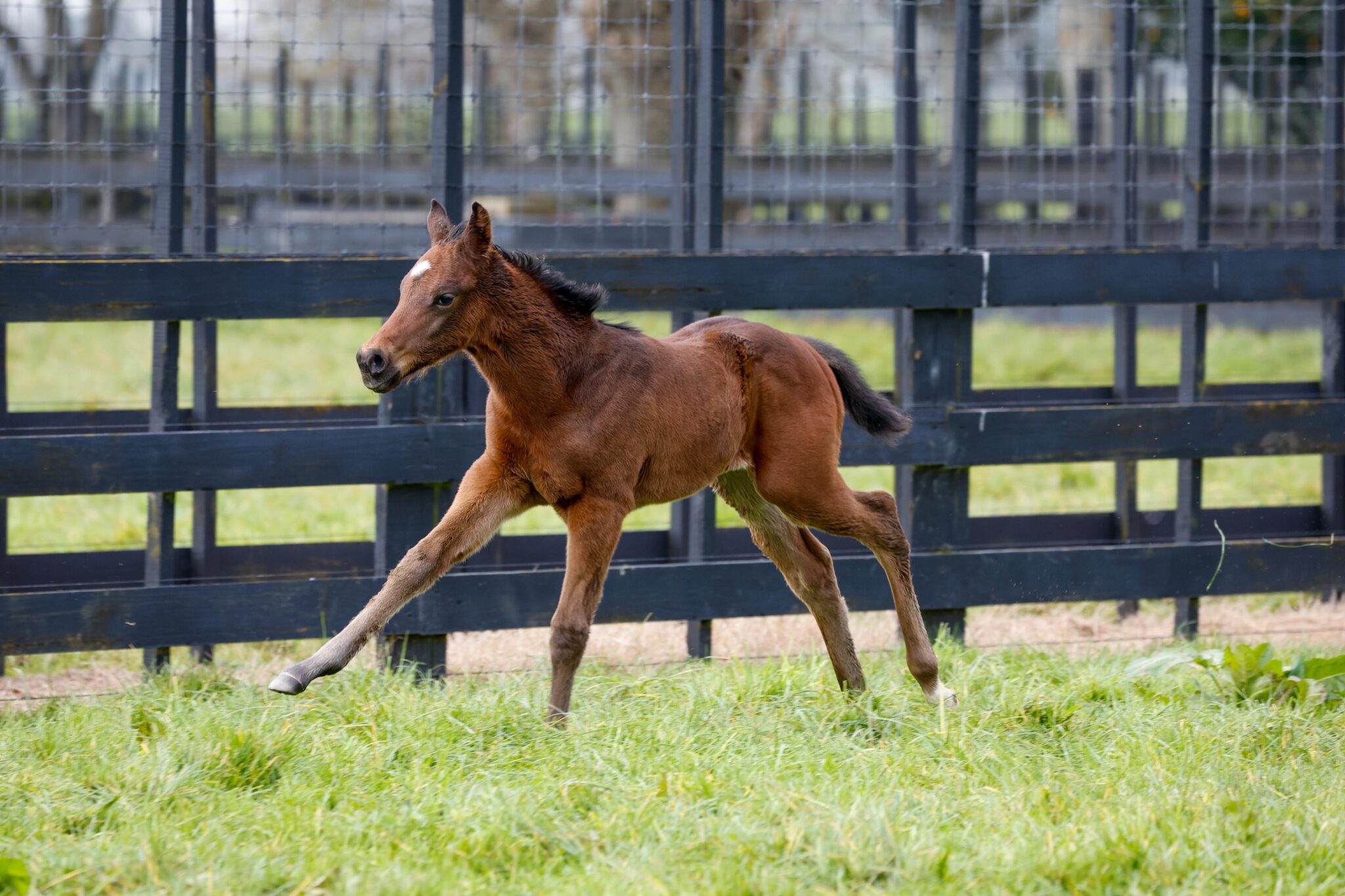 2023 Sleeping Beauty colt 2412