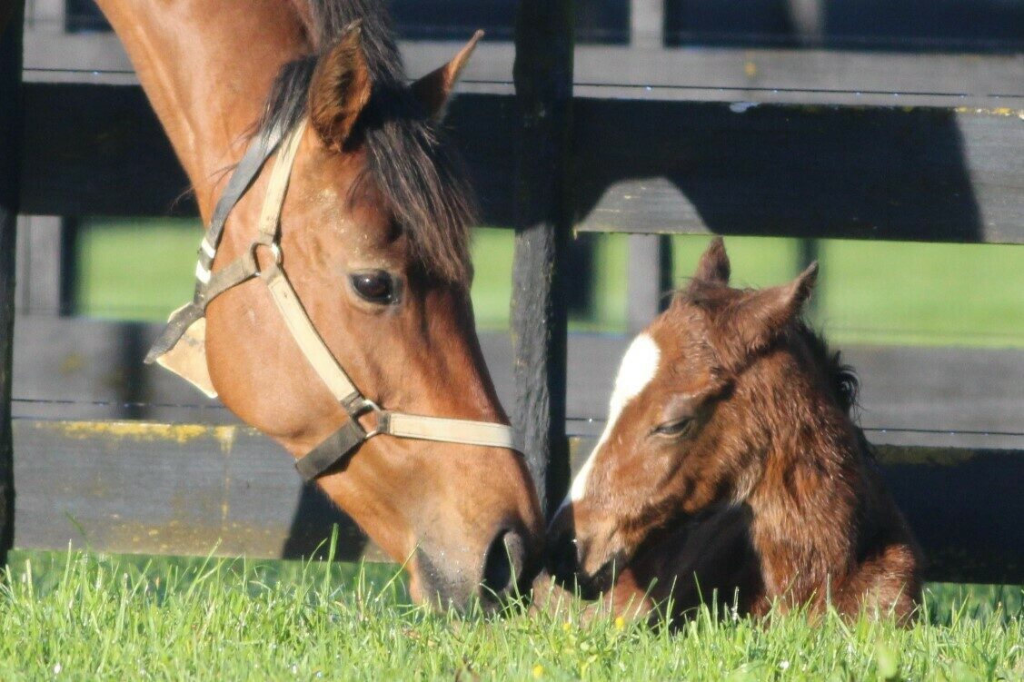 Flourishing Justify 2024 zoomed head loving