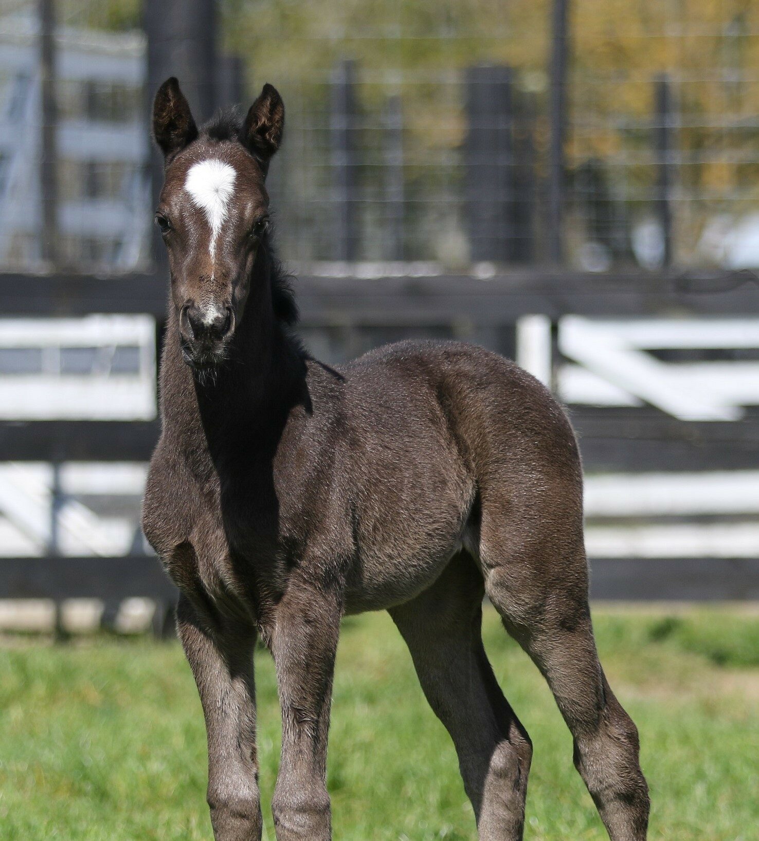 Star Jasmine 19 foal 3212 2 2