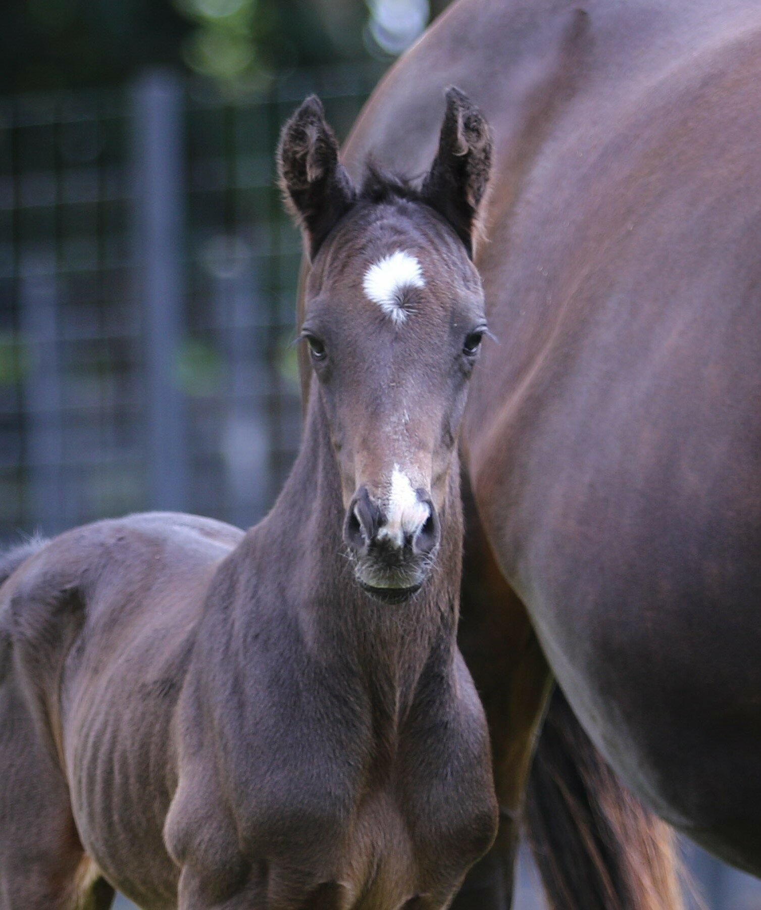 Vercors foal 19 5770 2