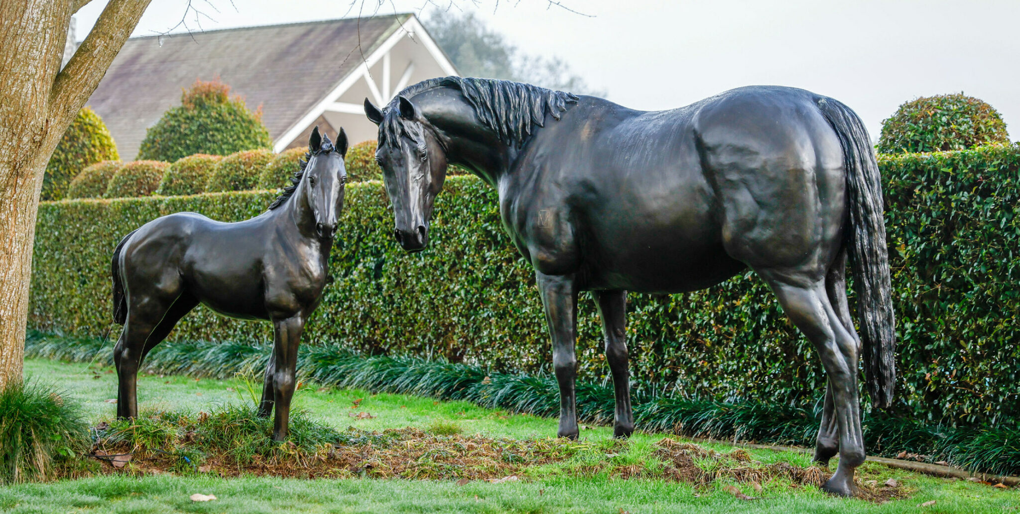 Pencarrow Great Immortalised Pencarrow Stud