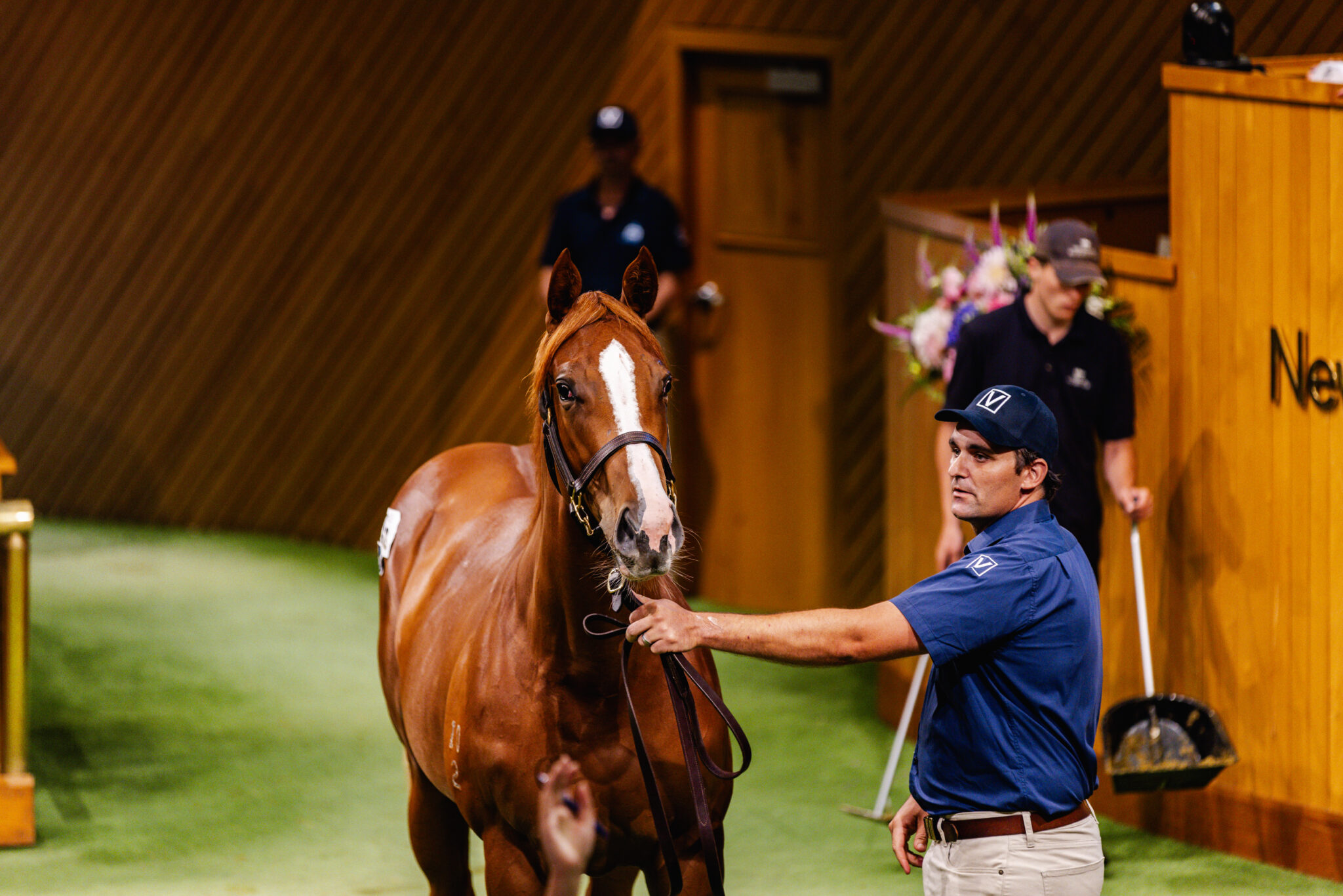 Pencarrow Stud